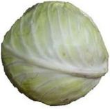 Cabbage(White)